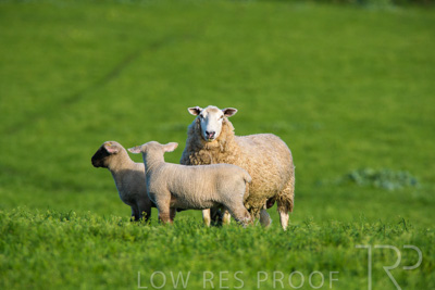 October 2022 / Mt-Shank-221017-6596