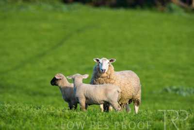 October 2022 / Mt-Shank-221017-6597