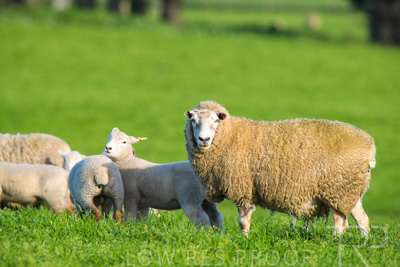 October 2022 / Mt-Shank-221017-6603