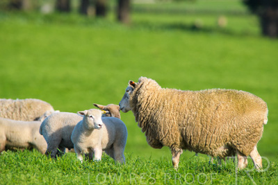 October 2022 / Mt-Shank-221017-6605