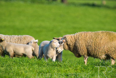 October 2022 / Mt-Shank-221017-6609