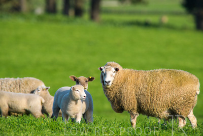 October 2022 / Mt-Shank-221017-6617