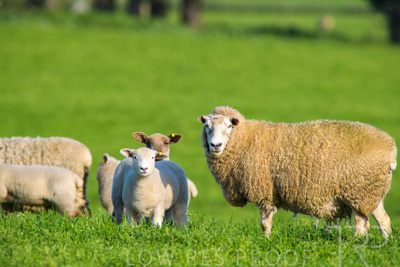 October 2022 / Mt-Shank-221017-6623