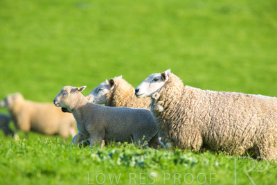 October 2022 / Mt-Shank-221017-6626