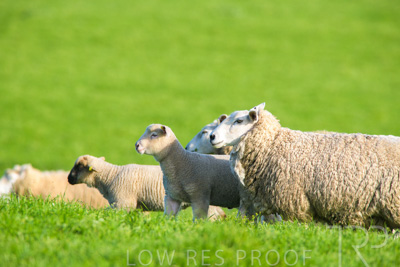 October 2022 / Mt-Shank-221017-6636