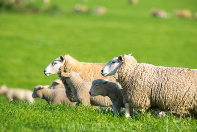 October 2022 / Mt-Shank-221017-6638