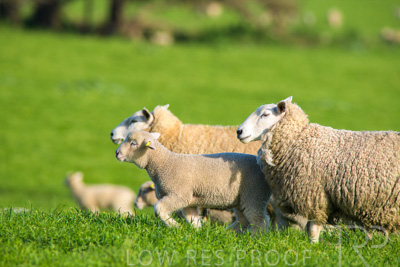 October 2022 / Mt-Shank-221017-6643