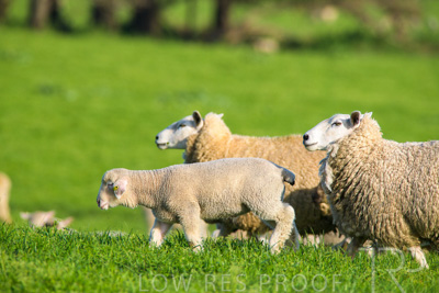 October 2022 / Mt-Shank-221017-6644