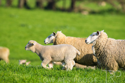 October 2022 / Mt-Shank-221017-6645