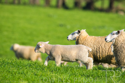 October 2022 / Mt-Shank-221017-6646