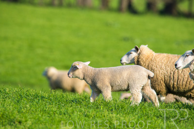 October 2022 / Mt-Shank-221017-6647