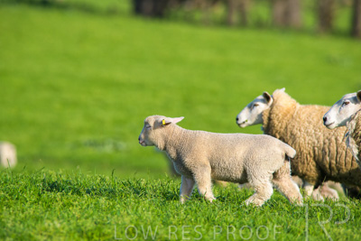 October 2022 / Mt-Shank-221017-6650