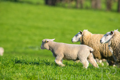 October 2022 / Mt-Shank-221017-6651