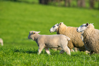 October 2022 / Mt-Shank-221017-6652