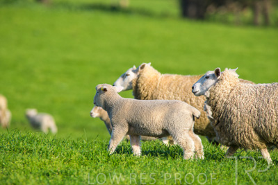 October 2022 / Mt-Shank-221017-6655