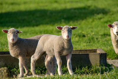 October 2022 / Mt-Shank-221017-6787