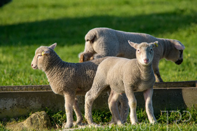 October 2022 / Mt-Shank-221017-6792