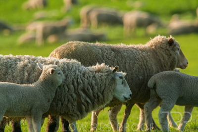 October 2022 / Mt-Shank-221017-6798