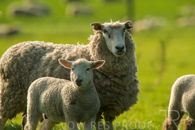 October 2022 / Mt-Shank-221017-6810