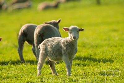 October 2022 / Mt-Shank-221017-6824