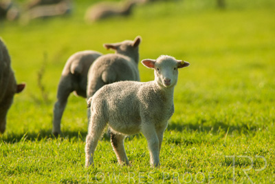 October 2022 / Mt-Shank-221017-6826