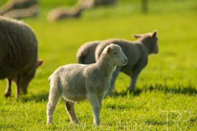 October 2022 / Mt-Shank-221017-6827