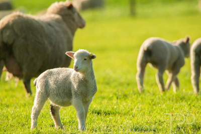 October 2022 / Mt-Shank-221017-6829