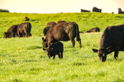 October 2022 / Mt-Shank-221017-6846