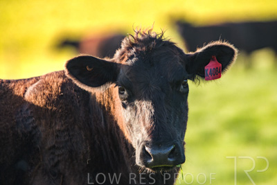 October 2022 / Mt-Shank-221017-6852