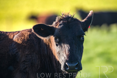 October 2022 / Mt-Shank-221017-6856