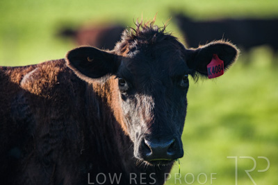 October 2022 / Mt-Shank-221017-6863