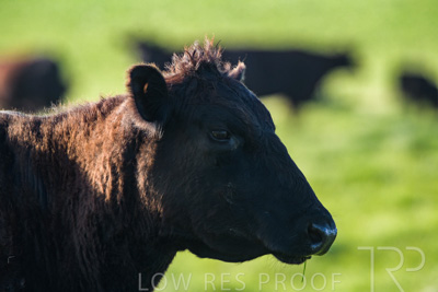 October 2022 / Mt-Shank-221017-6866