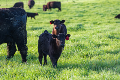 October 2022 / Mt-Shank-221017-6881