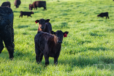 October 2022 / Mt-Shank-221017-6883