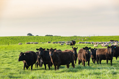 October 2022 / Mt-Shank-221017-6892