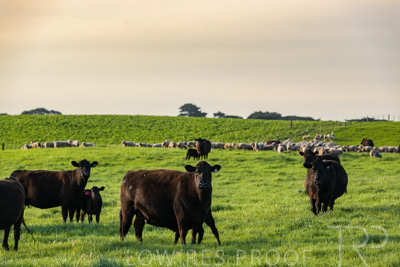 October 2022 / Mt-Shank-221017-6899