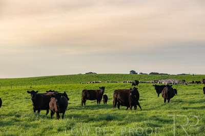 October 2022 / Mt-Shank-221017-6901