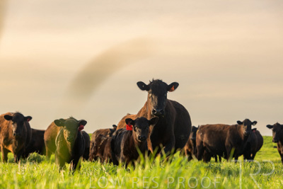 October 2022 / Mt-Shank-221017-6918