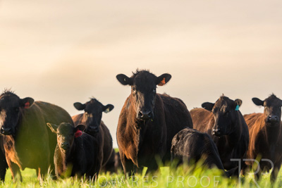 October 2022 / Mt-Shank-221017-6936