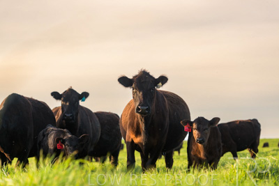 October 2022 / Mt-Shank-221017-6941