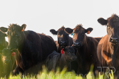 October 2022 / Mt-Shank-221017-6944