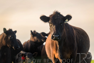 October 2022 / Mt-Shank-221017-6970