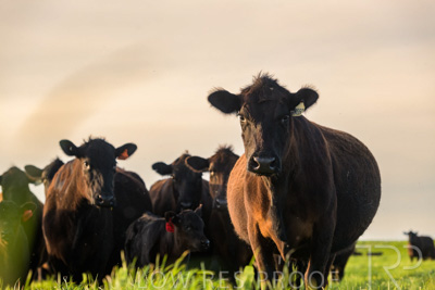 October 2022 / Mt-Shank-221017-6972