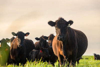 October 2022 / Mt-Shank-221017-6974