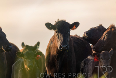 October 2022 / Mt-Shank-221017-6975