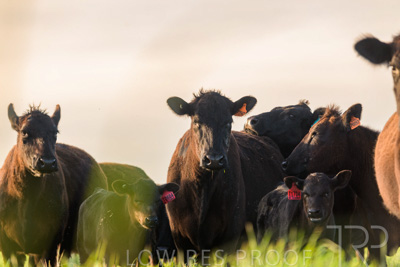 October 2022 / Mt-Shank-221017-6977