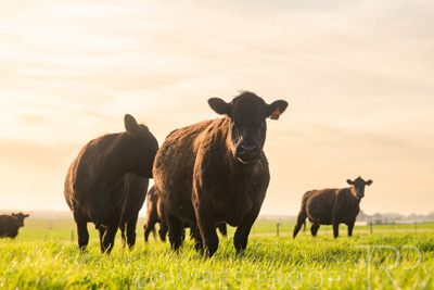 October 2022 / Mt-Shank-221017-6982