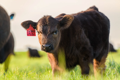 October 2022 / Mt-Shank-221017-6987