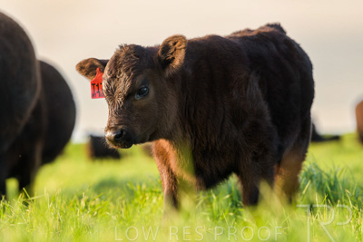 October 2022 / Mt-Shank-221017-6994