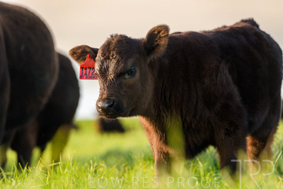 October 2022 / Mt-Shank-221017-6997